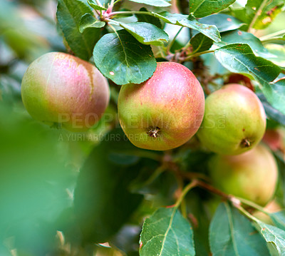 Buy stock photo Agriculture, organic and wallpaper with apple tree on farm for growth, harvest or sustainability. Closeup, environment and nature with fruit growing in rural countryside for agricultural industry