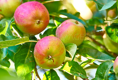 Buy stock photo Agriculture, ecology and organic with apple tree on farm for growth, harvest or sustainability. Ecosystem, food and nature with fruit growing outdoor in rural countryside for agricultural industry