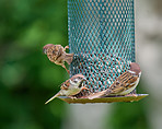 Animal, eating and food with birds on feeder for conservation, hunger or sustainability. Environment, seeds and spring with sparrows feeding on grain in garden of home for biodiversity or ecology