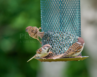 Buy stock photo Animal, eating and food with birds on feeder for conservation, hunger or sustainability. Environment, seeds and spring with sparrows feeding on grain in garden of home for biodiversity or ecology