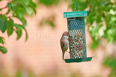 Buy stock photo Animal, food and space with bird on feeder for conservation, hunger or sustainability. Environment, hungry and spring with sparrow eating grain or seeds in garden of home for biodiversity or ecology