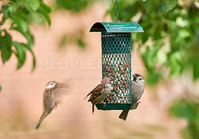 Buy stock photo Animal, eating and seeds with birds on feeder for conservation, hunger or sustainability. Environment, food and spring with sparrows feeding on grain in garden of home for biodiversity or ecology