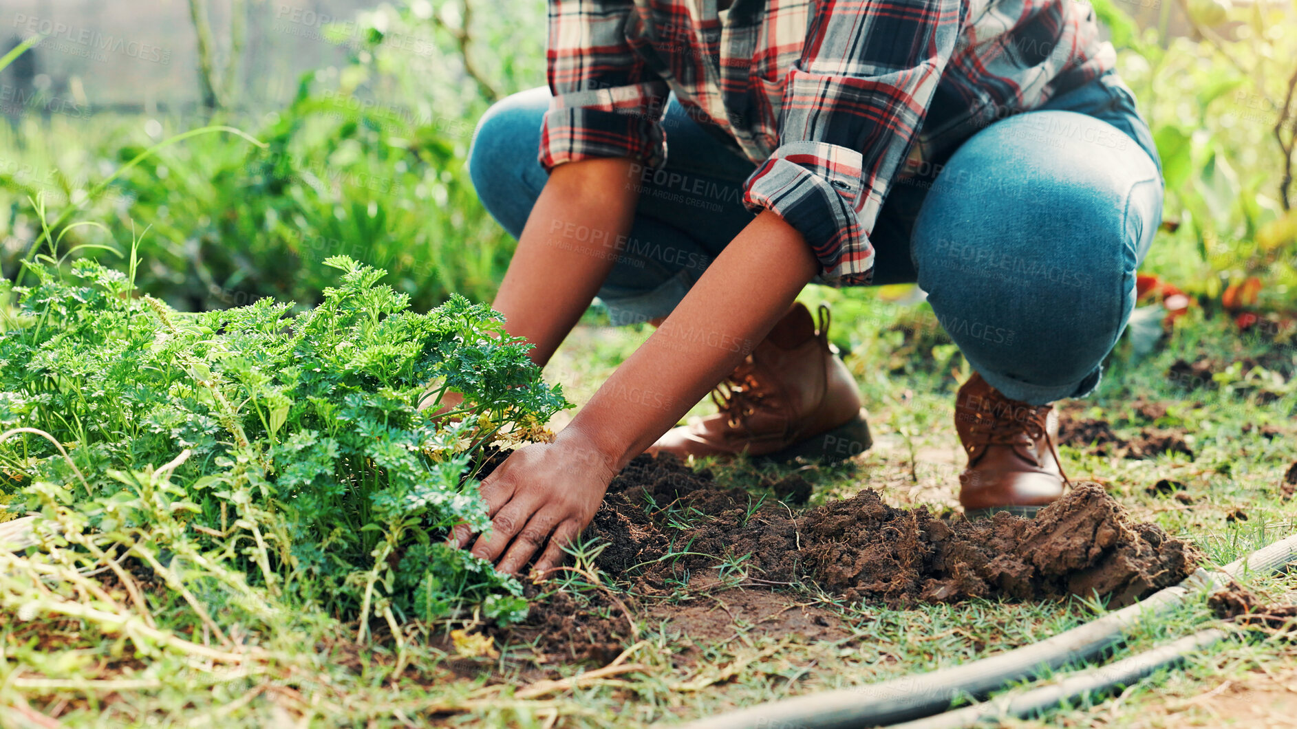 Buy stock photo Hands, check soil and plants in greenhouse at farm for quality assurance, fertility and dirt with sustainability. Person, process and earth with sprouts, crops and harvest with leaves in summer
