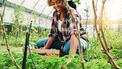 Buy stock photo Black woman, happy and box with farming in greenhouse, harvest and vegetables for agro business. Person, smile and plants with container, excited and results with sustainability for food production