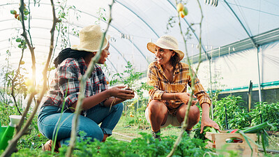 Buy stock photo Plants, inspection or happy people in greenhouse for farming crops, harvest growth or sustainability. Development, agriculture or women talking with smile for gardening soil, teamwork or healthy food