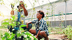 Gardening, father and son with vegetables, harvest and greenhouse with nature, bonding together or plants. African family, parent or dad with child, countryside or teaching with environment or growth