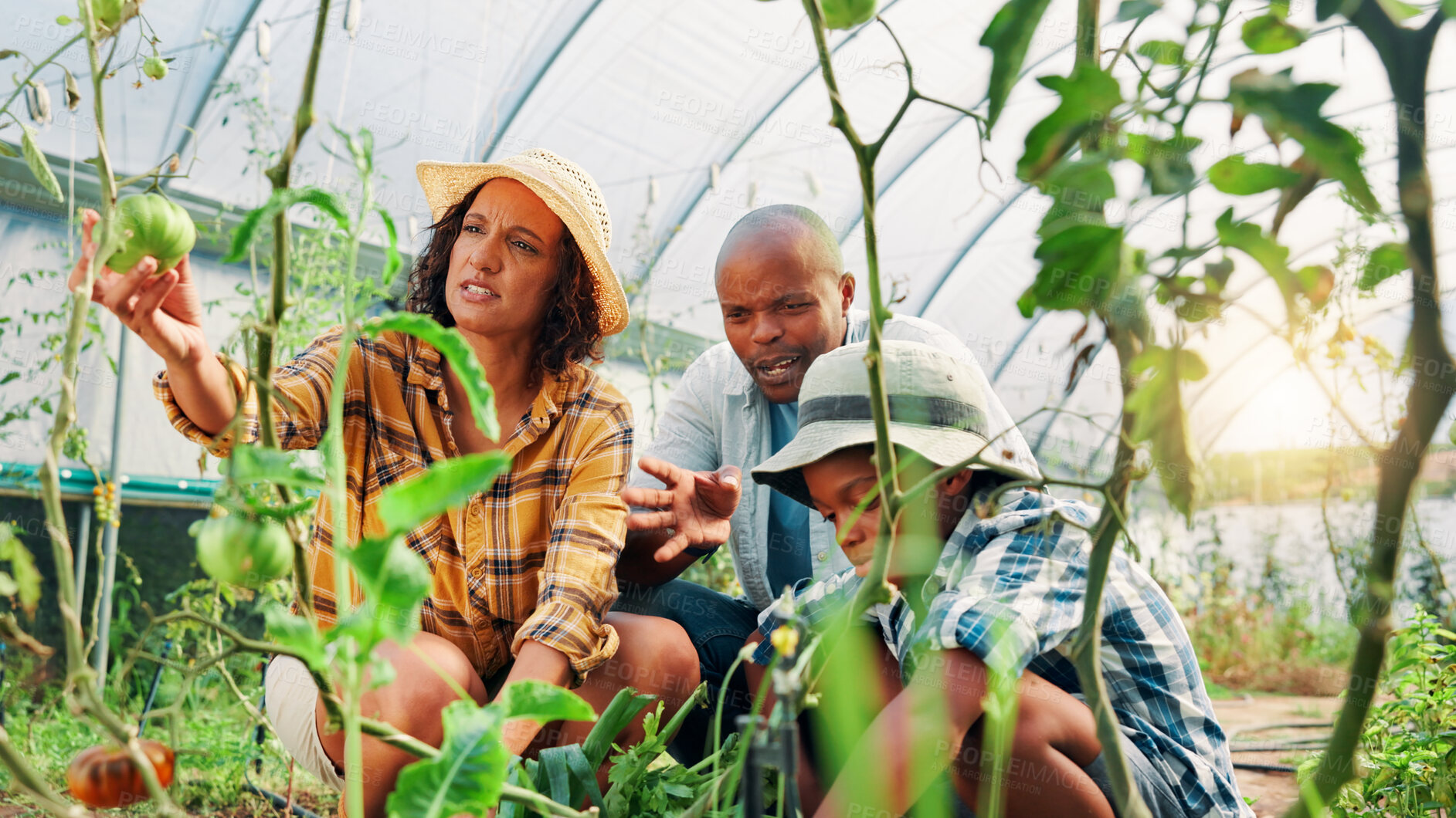 Buy stock photo Gardening, parents and boy with vegetables, help and greenhouse with nature, bonding together and talking. Family, mother and father with child, conversation and teaching with environment and growth