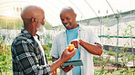Greenhouse, tablet and farmer with client for fruit with quality assurance, sustainability or agriculture. Conversation, organic and African men with digital technology for checking natural peach.