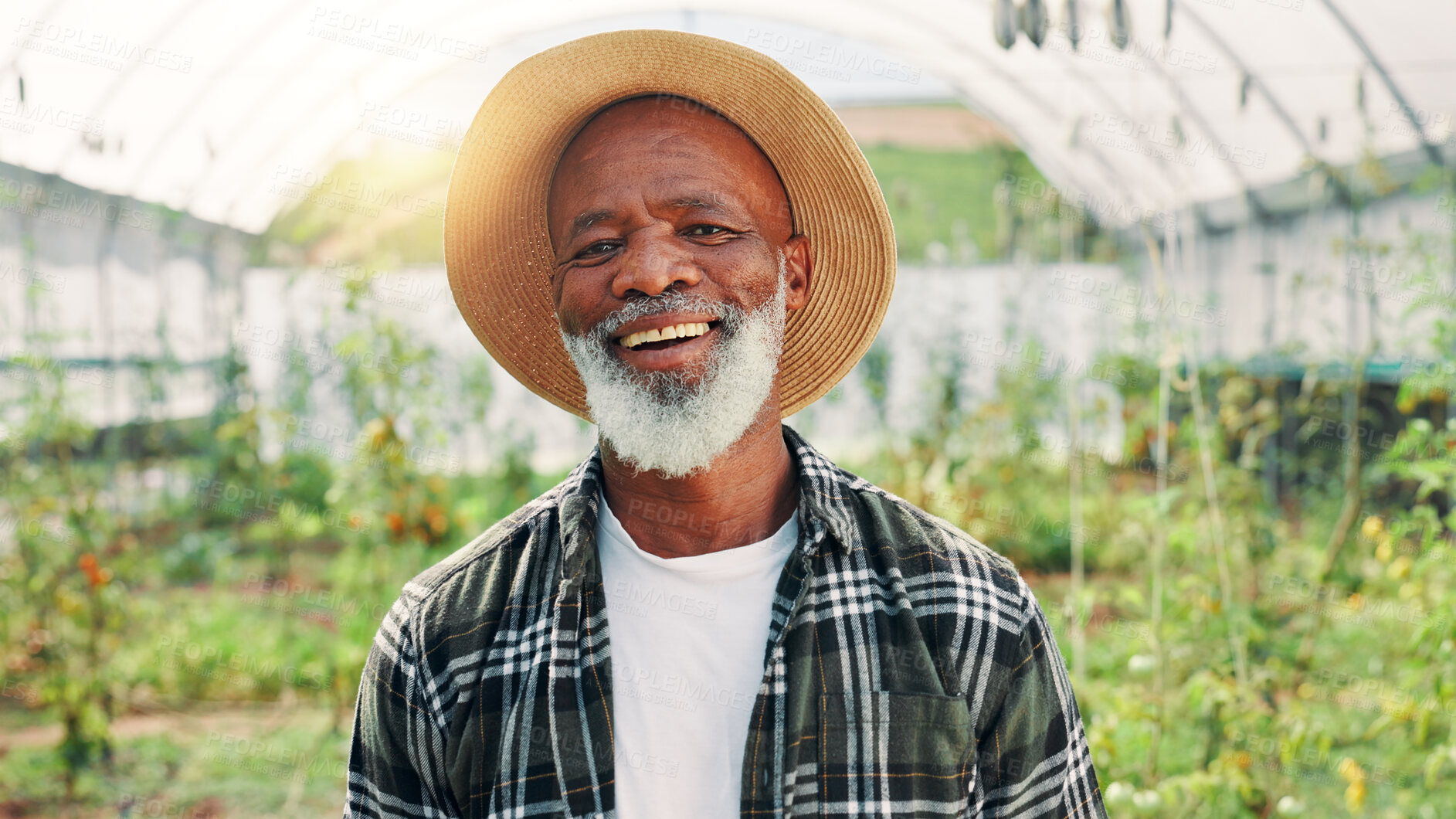 Buy stock photo Farm, greenhouse and portrait of mature man with plants for growth, sustainability and harvesting. Agriculture, nature and African farmer with agro business for healthy crops, vegetables and produce