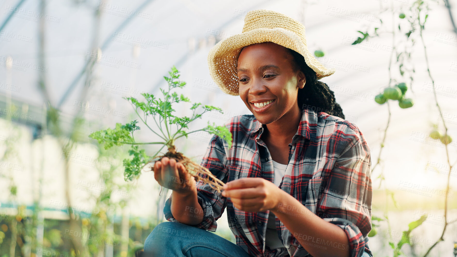 Buy stock photo Greenhouse, gardening and black woman with nature, smile and pride with agriculture. African person, countryside and farmer with harvest, plant inspection and happiness with vegetables or environment