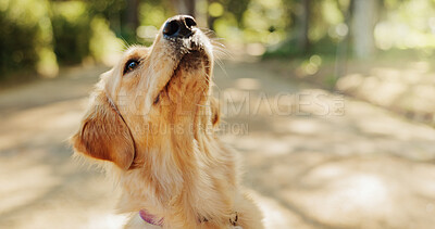 Buy stock photo Labrador, park and outdoor on sniff in summer, breathing and scent on path by trees in woods. Dog, animal or pet in nature, countryside or hiking trail in forest, adventure and relax in Australia