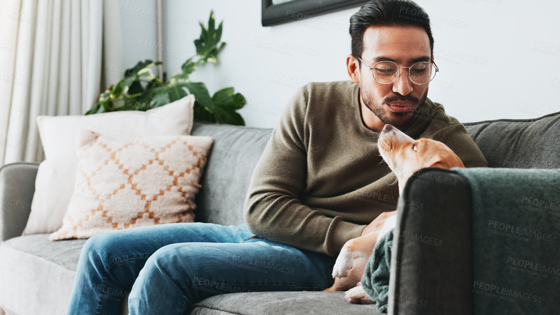 Buy stock photo Asian man, relax and play with dog in home for love, care and bonding together as friends or companion. Pet animal, scratch and person in living room on sofa for support, connection and loyalty