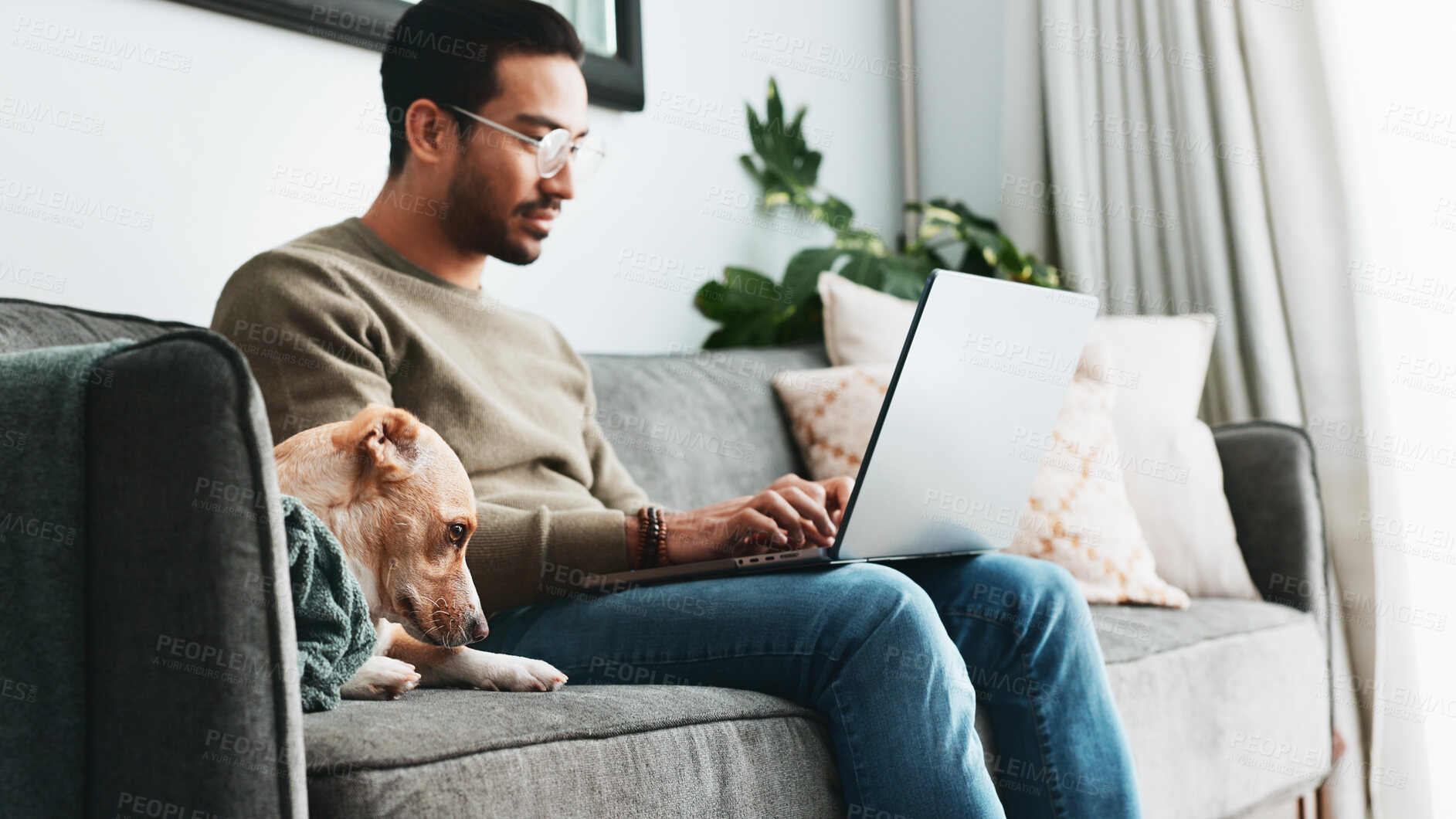 Buy stock photo Glasses, dog and laptop with man on sofa for streaming, social media and relax. Reading, networking and online with person and pet in living room of home for blog post update, typing and research