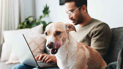 Buy stock photo Animal, dog and laptop with man on sofa for small business, freelancer and relax. Reading, networking and online with person and pet in living room of home for remote work, information and research