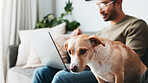 Relax, dog and laptop with man on sofa for small business, freelancer and animal. Reading, networking and online with person and pet in living room of home for remote work, information and research