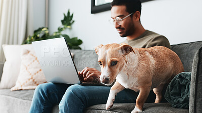 Buy stock photo Dog, typing and laptop with man on sofa for freelancer, small business research and planning. Remote worker, animal and entrepreneur with person and pet in living room at home for proposal feedback 