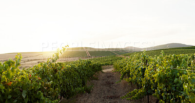 Buy stock photo Field, landscape and vineyard in countryside for agriculture, sustainability or wine making. Farm, grape and nature with plant growth outdoor on sky in for agribusiness, background or wallpaper