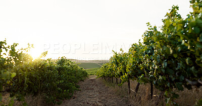 Buy stock photo Farm, nature and vineyard in countryside for agriculture, sustainability or wine making. Field, grape and landscape with plant growth outdoor on sky in for agribusiness, background or wallpaper