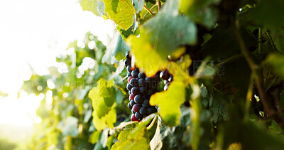 Buy stock photo Grapes, vineyard and farming with agriculture, nature and organic fruit with harvest. Empty, landscape and produce with leaves, sustainability or countryside with environment, agro business or growth
