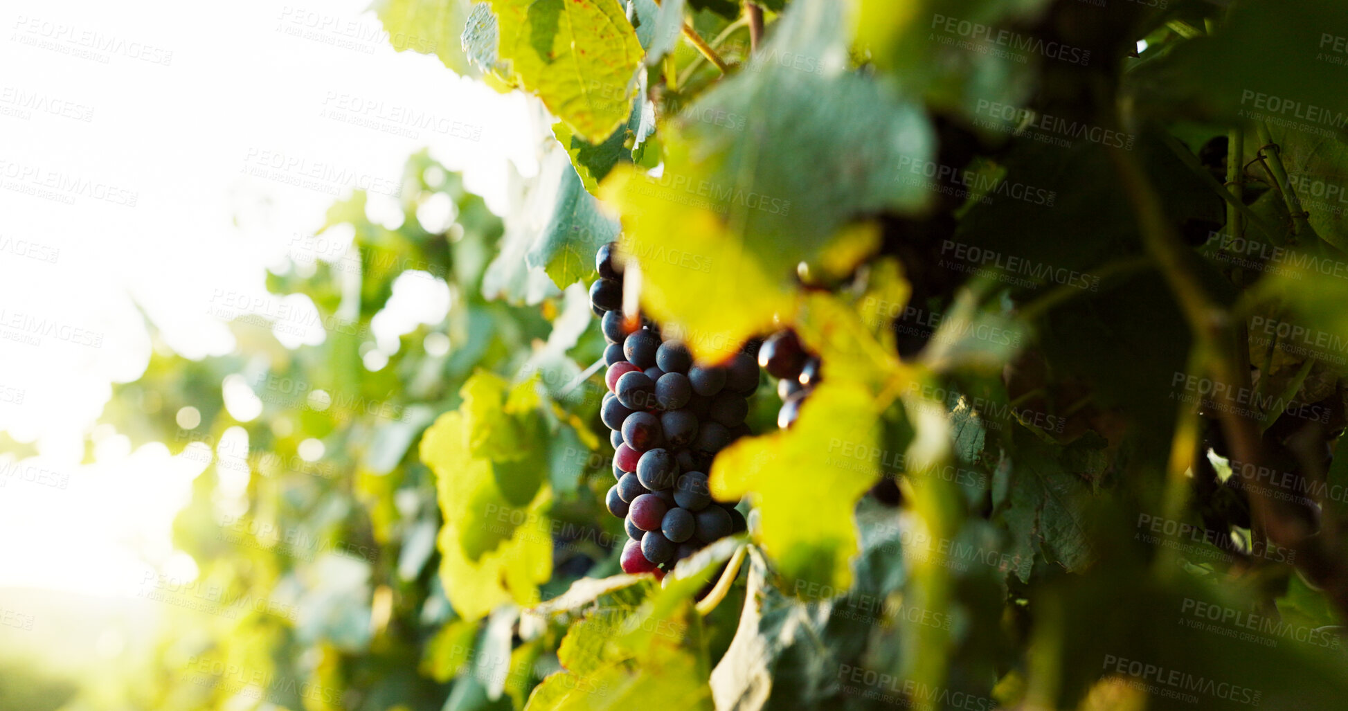 Buy stock photo Grapes, vineyard and farming with agriculture, nature and organic fruit with harvest. Empty, landscape and produce with leaves, sustainability or countryside with environment, agro business or growth
