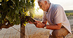 Farming, vineyard and senior man with tablet, agriculture and digital app for quality control. Farmer, business owner and mature person with tech, inspection and harvest with industry and inventory