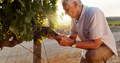 Buy stock photo Farming, vineyard and senior man with tablet, agriculture and digital app for quality control. Farmer, business owner and mature person with tech, inspection and harvest with industry and inventory
