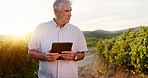 Farming, vineyard and old man with tablet, agriculture and digital app for inspection. Farmer, business owner and mature person with tech, research for produce and harvest with industry and inventory