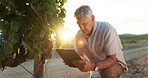 Sustainability, vineyard and senior man with tablet, agriculture and quality control. Farmer, business owner and mature person with tech, organic fruit or harvest with industry, research or inventory