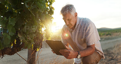 Buy stock photo Sustainability, vineyard and senior man with tablet, agriculture and quality control. Farmer, business owner and mature person with tech, organic fruit or harvest with industry, research or inventory