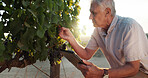 Harvest, vineyard or senior man with tablet, agriculture or digital app for quality control. Farmer, business owner or mature person with tech, inspection or sustainability with industry or inventory