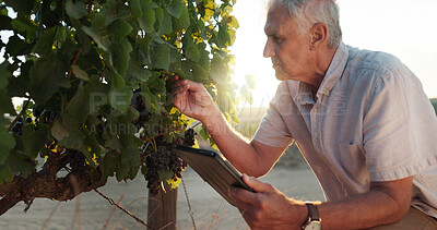 Buy stock photo Harvest, vineyard or senior man with tablet, agriculture or digital app for quality control. Farmer, business owner or mature person with tech, inspection or sustainability with industry or inventory