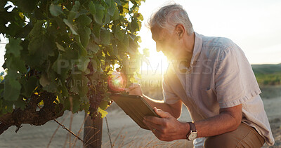 Buy stock photo Inspection, vineyard and senior man with tablet, agriculture and digital app for quality control. Farming, business owner and mature person with tech, inventory and harvest with industry and research