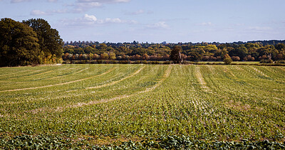 Buy stock photo Nature, field and greenery for peace in countryside for agriculture, sustainability or carbon capture. Plant, natural or environmental for freedom in wellness for rural, organic and growth outside