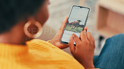 Buy stock photo Phone screen, hands and woman with website, scroll and article for sustainability. Apartment, living room and person with cellphone, social media or online reading for farming or agriculture research