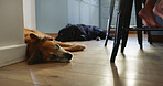 Dog, animal and relax on floor at house for adoption, companion and loyalty for comfortable break. Puppy, resting and pet care for home protection, calm morning and canine rescue for cozy weekend