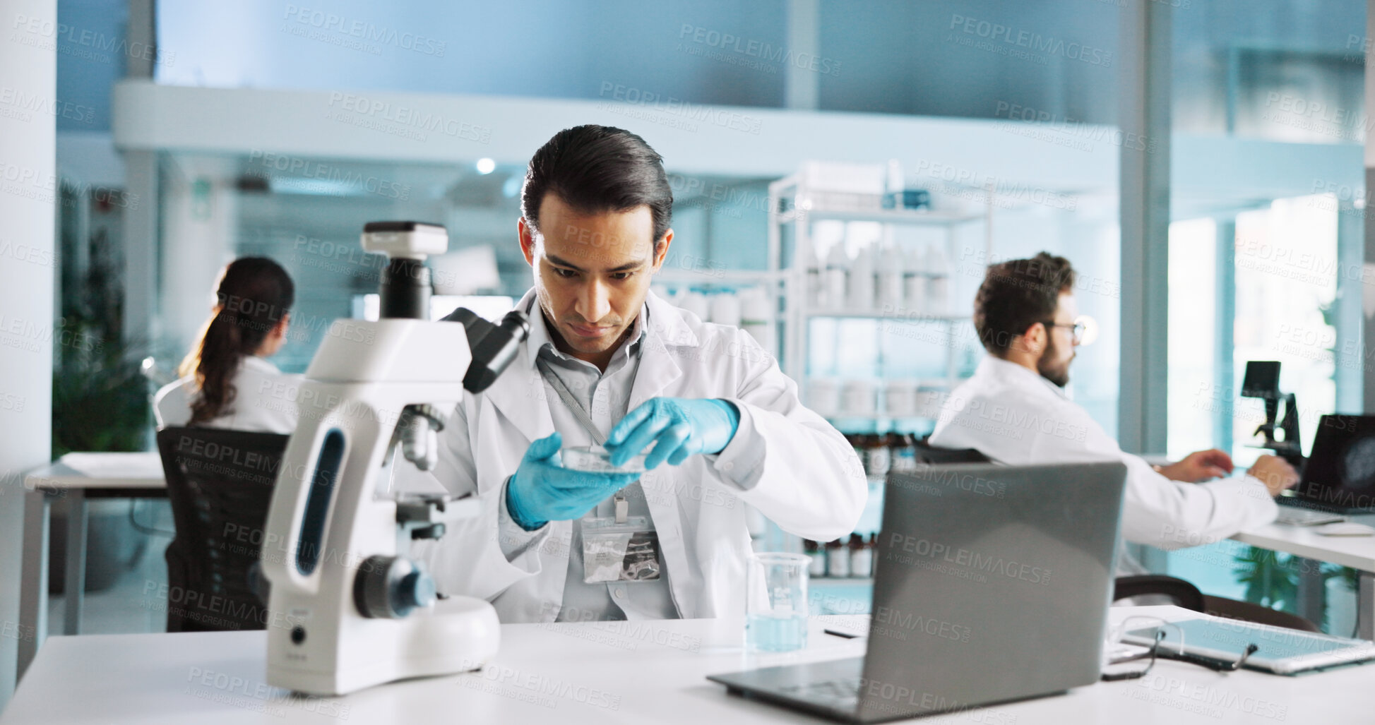 Buy stock photo Petri dish, chemical and healthcare with man in laboratory for science sample, molecular reaction and research. Medicine, vaccine experiment and medical test with person for pharmacy and microscope