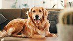 Dog, relax and portrait of pet on sofa in home as companion or golden retriever in apartment. Animal, living room and happy canine waiting on couch for comfort, rest and breathing with tongue out