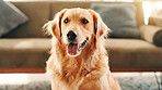 Dog, rest and portrait of pet by sofa in home as companion or golden retriever in apartment. Animal, living room and happy canine waiting on couch for comfort, relax and breathing with tongue out