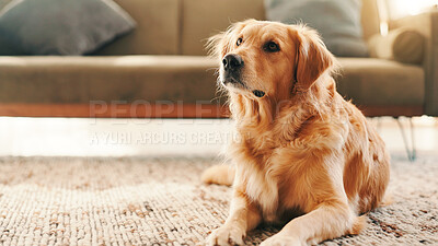 Buy stock photo Relax, floor and peace with dog in home in lounge for resting, animal care and comfortable. Break, calm and pet with golden retriever on carpet of living room for canine, cute and cozy in house