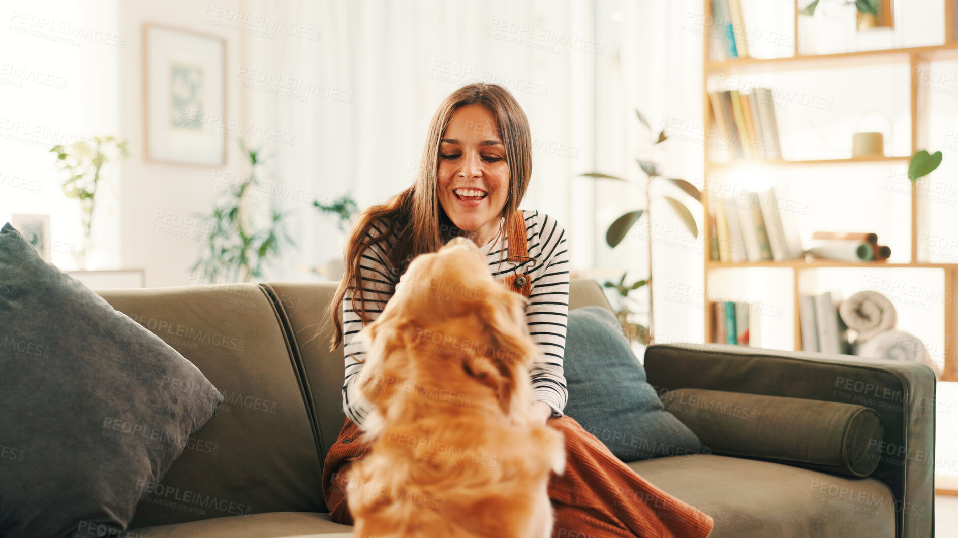Buy stock photo Playing, bonding or happy woman in home with dog, support or companion in lounge with care or love. Animal adoption, excited or girl on couch with golden retriever, best friend or pet for training