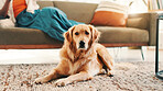 Relax, person and portrait of dog on floor for comfortable, animal adoption and canine companion. Resting, fluffy and pet care with golden retriever in living room at home for calm and cozy animal