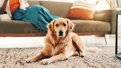Buy stock photo Relax, person and portrait of dog on floor for comfortable, animal adoption and canine companion. Resting, fluffy and pet care with golden retriever in living room at home for calm and cozy together