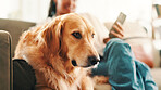 Relax, person and dog on sofa for comfortable, animal adoption and canine companion. Bonding, resting and pet care with golden retriever in living room in home for calm and cozy animal affection