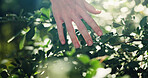 Outdoor, hand and touching nature, leaves and growth of plants in forest, sustainability and eco friendly. Environment, botanist and person with texture of greenery, inspection or research of species
