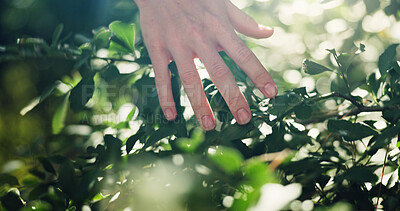 Buy stock photo Outdoor, hand and touching nature, leaves and growth of plants in forest, sustainability and eco friendly. Environment, botanist and person with texture of greenery, inspection or research of species