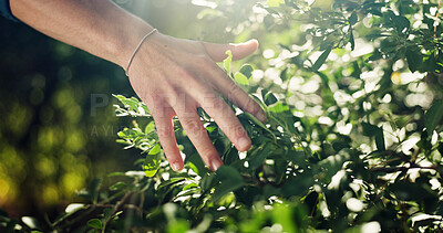 Buy stock photo Environment, hand and touching nature, leaves and growth of plants in forest, sustainability and eco friendly. Outdoor, botanist and person with texture of greenery, inspection or research of species