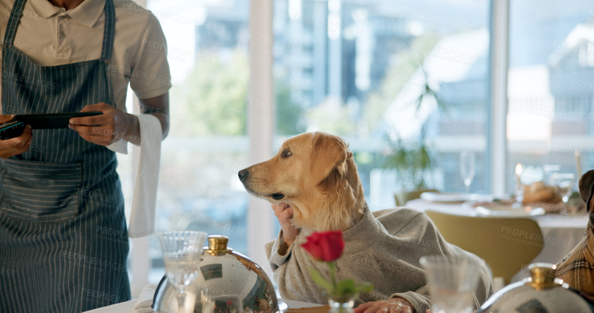 Buy stock photo Restaurant, food and dog at table for lunch, dinner and waiting for service with waiter. Fine dining, hospitality and Golden Retriever with server for order, bill and menu for animal celebration