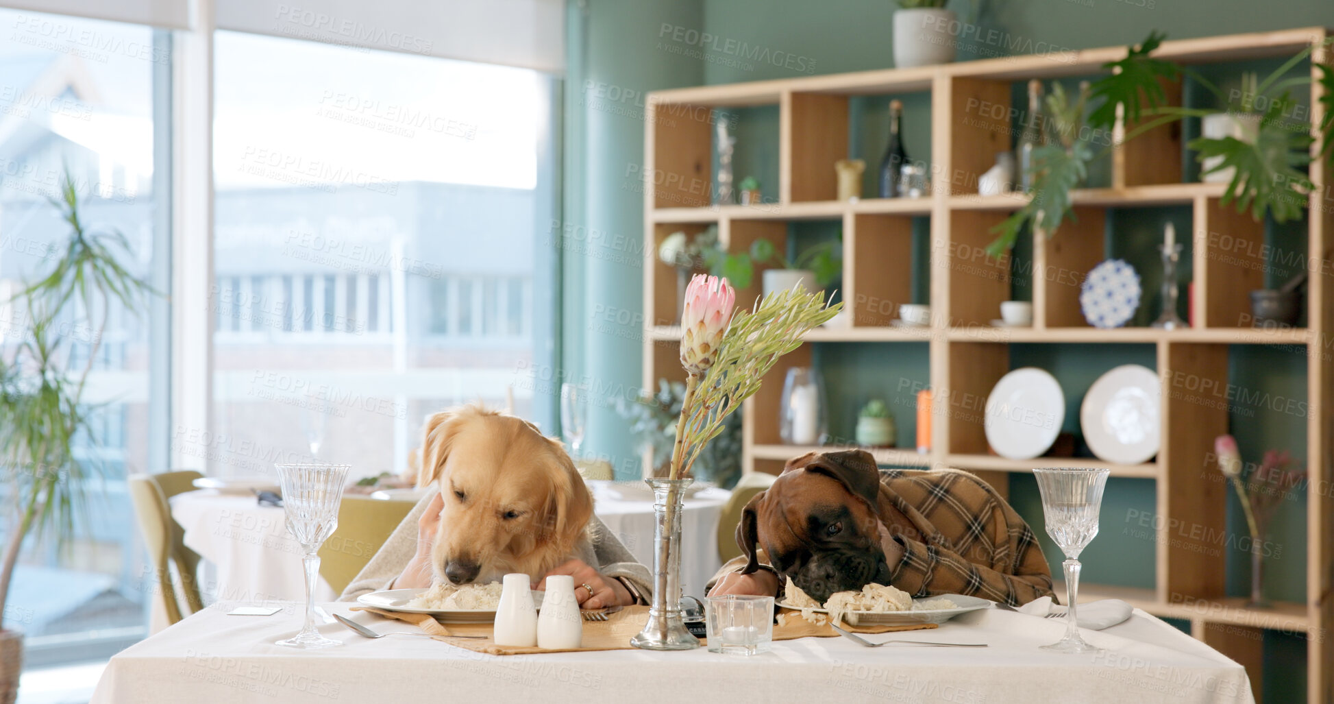 Buy stock photo Eating, food and dogs in restaurant together for dinner service date, romance and animal loyalty. Fine dining, celebration and relationship with couple for pet friendly cafeteria, love and bonding
