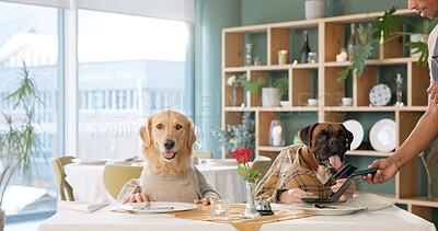 Buy stock photo Dog, waiter or credit card with payment for food, hospitality service or bill at dinner table. Pet, animal person or accommodation with debit tap or pos machine for fine dining or comic at restaurant