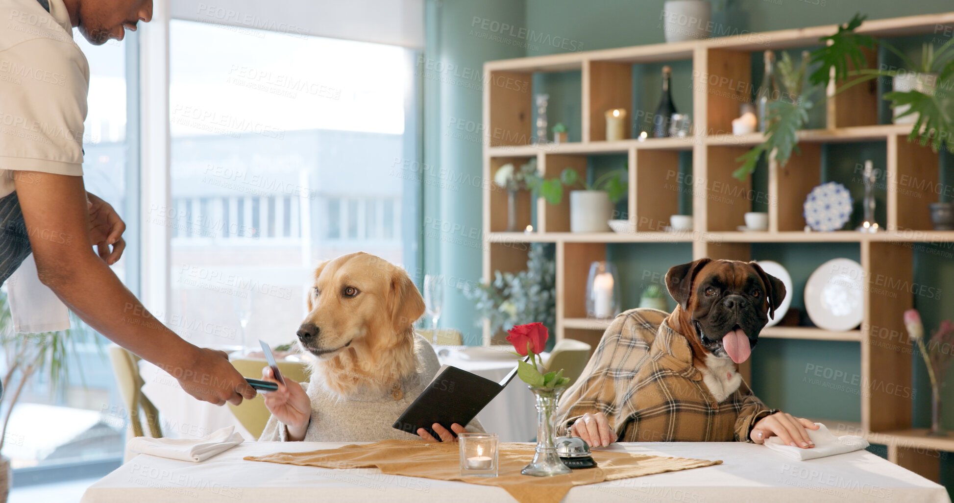 Buy stock photo Restaurant, credit card and dogs at table for payment for dinner, lunch and waiting for service. Fine dining, hospitality and pets with waiter for order, receipt and menu for animal celebration